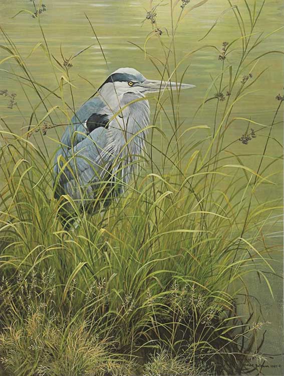 Robert Bateman-Grassy Bank-Great Blue Heron