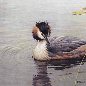 Robert Bateman - Great Crested Grebe