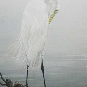 Robert Bateman-Great Egret Preening