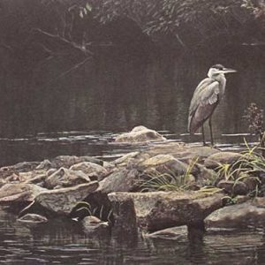 Robert Bateman-Heron on the Rocks