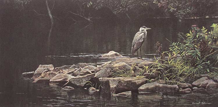 Robert Bateman-Heron on the Rocks