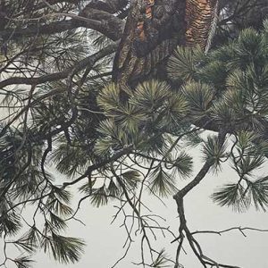 Robert Bateman-Great Horned Owl in White Pine