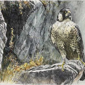 Robert Bateman-Peregrine-Falcon