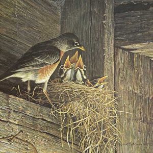 Robert Bateman-Robins at the Nest