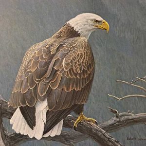 Robert Bateman-Weathered Branch-Bald Eagle