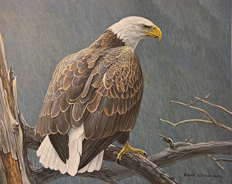 Robert Bateman-Weathered Branch-Bald Eagle