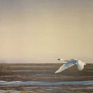 Robert Bateman - Whistling Swan - Lake Eerie