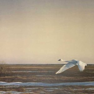 Robert Bateman-Whistling Swan-Lake Eerie