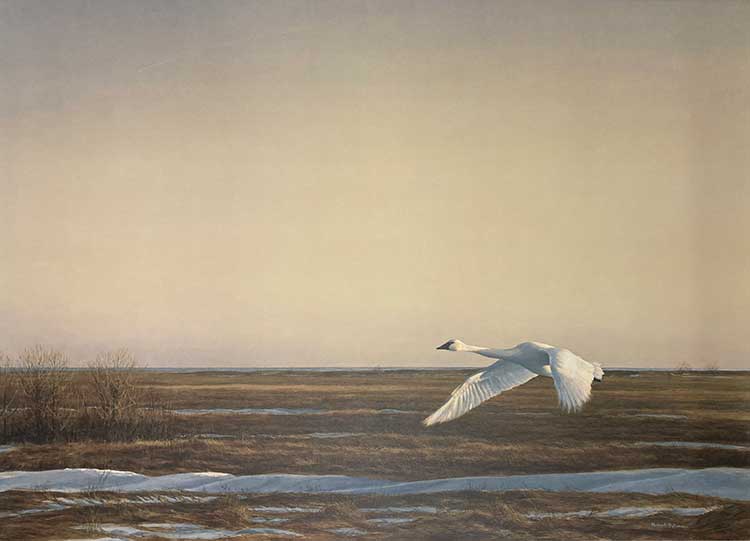 Robert Bateman-Whistling Swan-Lake Eerie