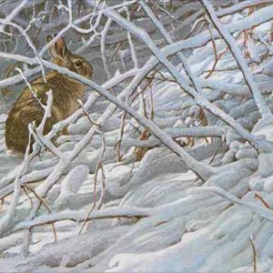 Robert Bateman - In the Briar Patch Cottontail Rabbit