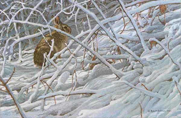 Robert Bateman - In the Briar Patch Cottontail Rabbit
