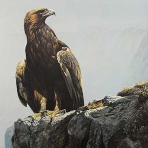 Robert Bateman-In the Highlands Golden Eagle