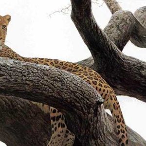 Robert Bateman-Leopard at Seronara