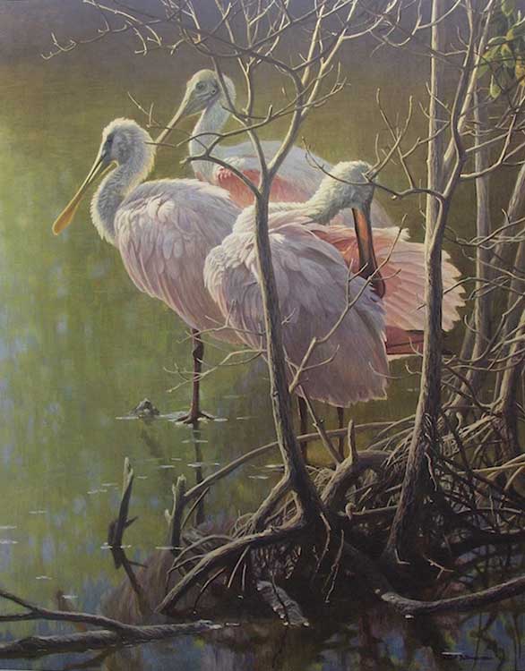 Robert Bateman - Mangrove Morning Roseate Spoonbill