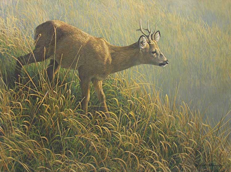 Robert Bateman-Morning Dew Roe Deer