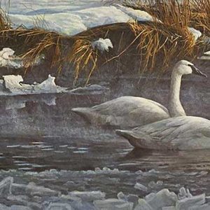 Robert Bateman-Morning on the River Trumpeter Swans