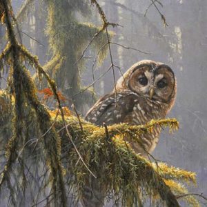Robert Bateman-Mossy Branches Spotted Owl
