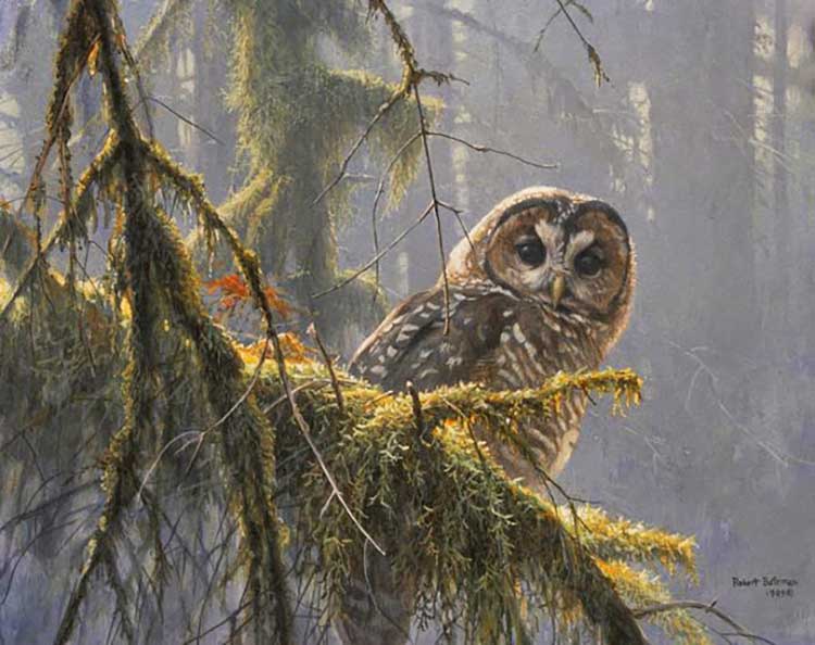 Robert Bateman - Mossy Branches Spotted Owl
