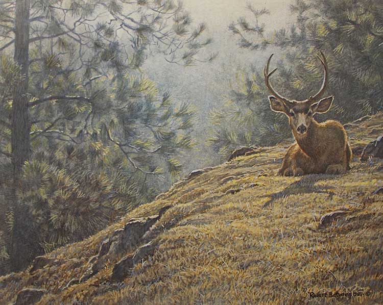 Robert Bateman-Mule Deer Resting