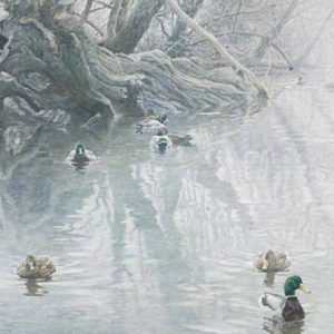 Robert Bateman-Old Willow and Mallards