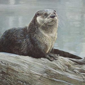 Robert Bateman-Otter Study