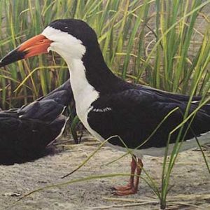 Robert Bateman-Pair of Skimmers