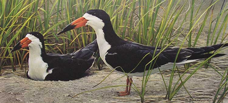 Pair of Skimmers - NaturesScene