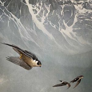 Robert Bateman-Peregrine Falcon and White-Throated Swifts