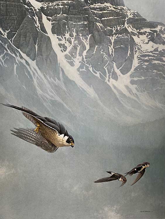 Robert Bateman-Peregrine Falcon and White-Throated Swifts