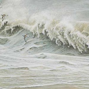 Robert Bateman-Peregrine and Ruddy Turnstones