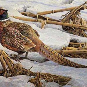 Robert Bateman-Pheasant in Cornfield