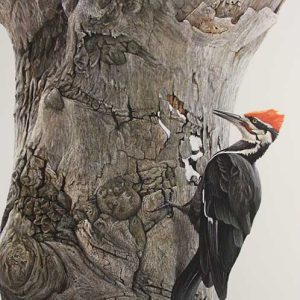 Robert Bateman-Pileated Woodpecker on Beech Tree