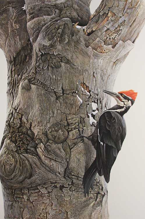 Robert Bateman-Pileated Woodpecker on Beech Tree