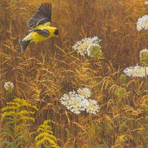 Robert Bateman - Queen Annes Lace and American Goldfinch