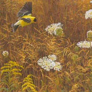 Robert Bateman - Queen Annes Lace and American Goldfinch