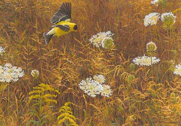 Robert Bateman - Queen Annes Lace and American Goldfinch