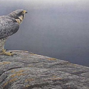 Robert Bateman - Ready for Flight Peregrine Falcon