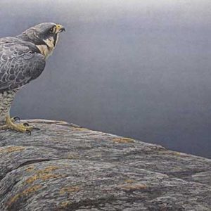 Robert Bateman-Ready for Flight Peregrine Falcon