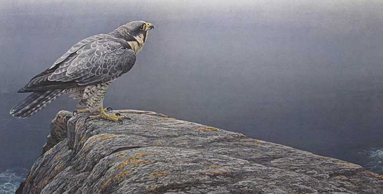 Robert Bateman-Ready for Flight Peregrine Falcon