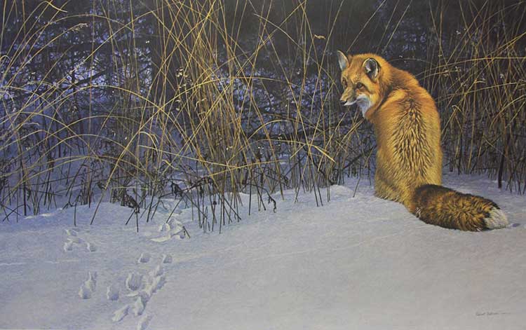 Robert Bateman-Red Fox on the Prowl