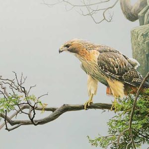 Robert Bateman-Red Tailed Hawk by the Cliff