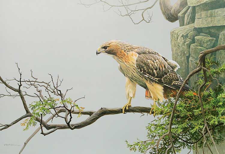 Robert Bateman-Red Tailed Hawk by the Cliff