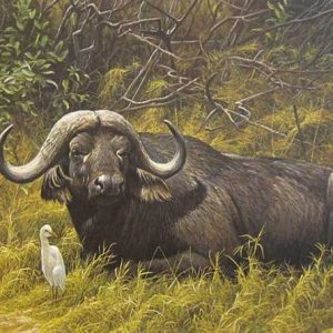 Robert Bateman-Reesting Place Cape Buffalo