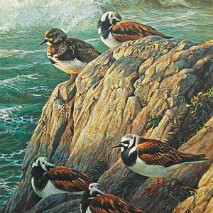 Robert Bateman-Ruddy Turnstones