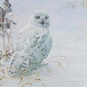Robert Bateman-Snowy Owl and Milkweed