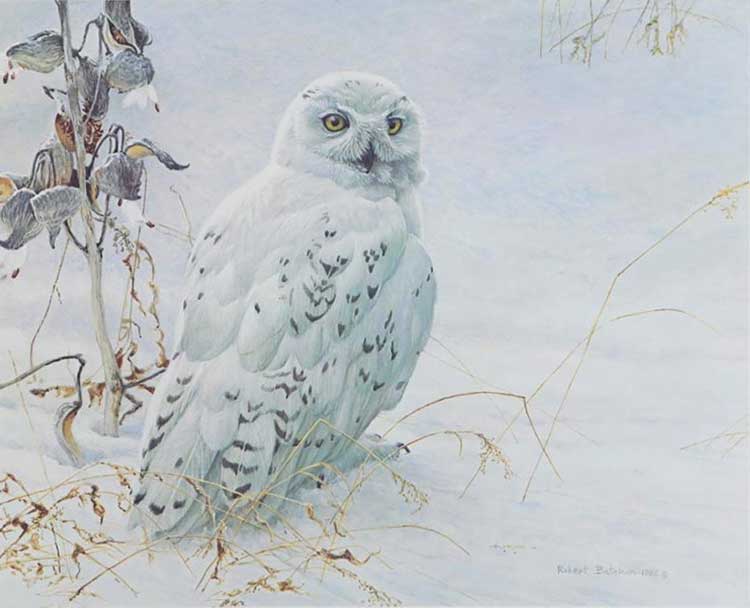 Robert Bateman-Snowy Owl and Milkweed