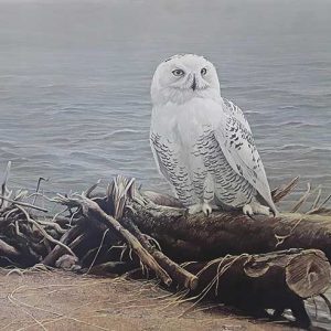 Robert Bateman-Snowy Owl on Driftwood