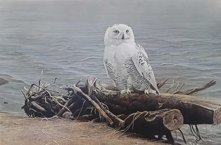 Robert Bateman-Snowy Owl on Driftwood