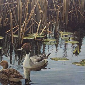 Robert Bateman-Spring Marsh Pintail Pair