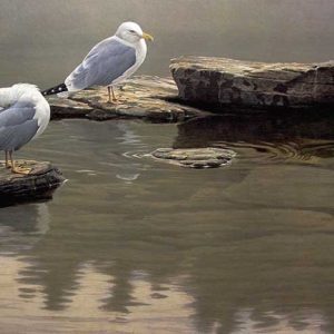 Robert Bateman-Still Morning Herring Gulls